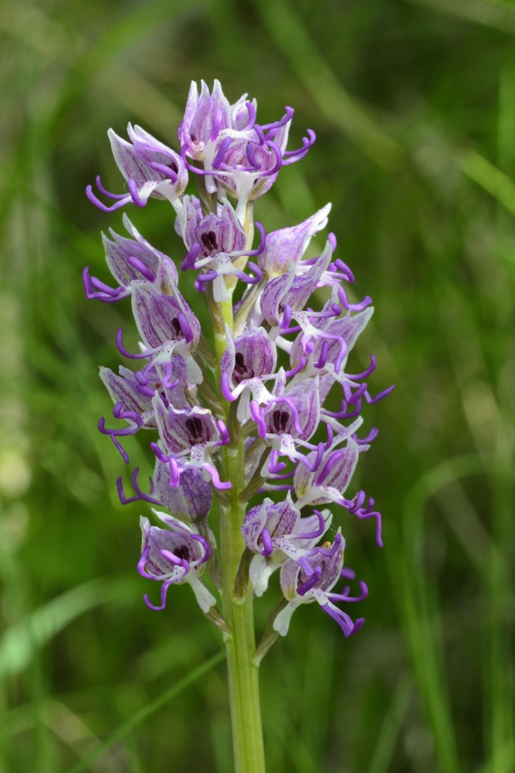 Orchis simia